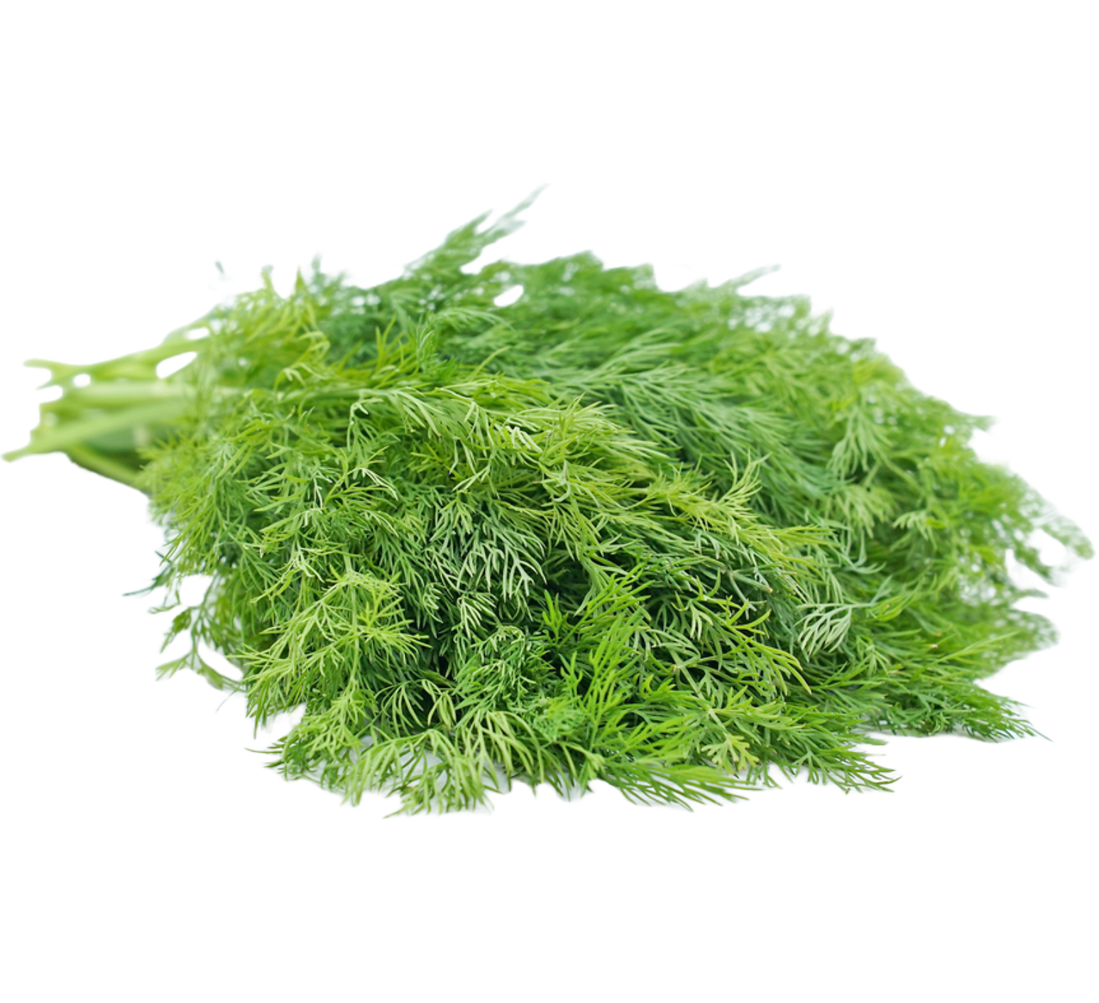 Dill