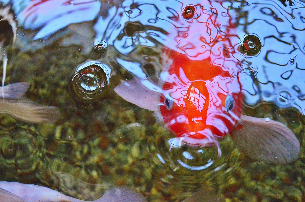 DAINICHI KOHAKU FEMALE KOI (Elite Show - 45–60 cm · 18–24 inches)