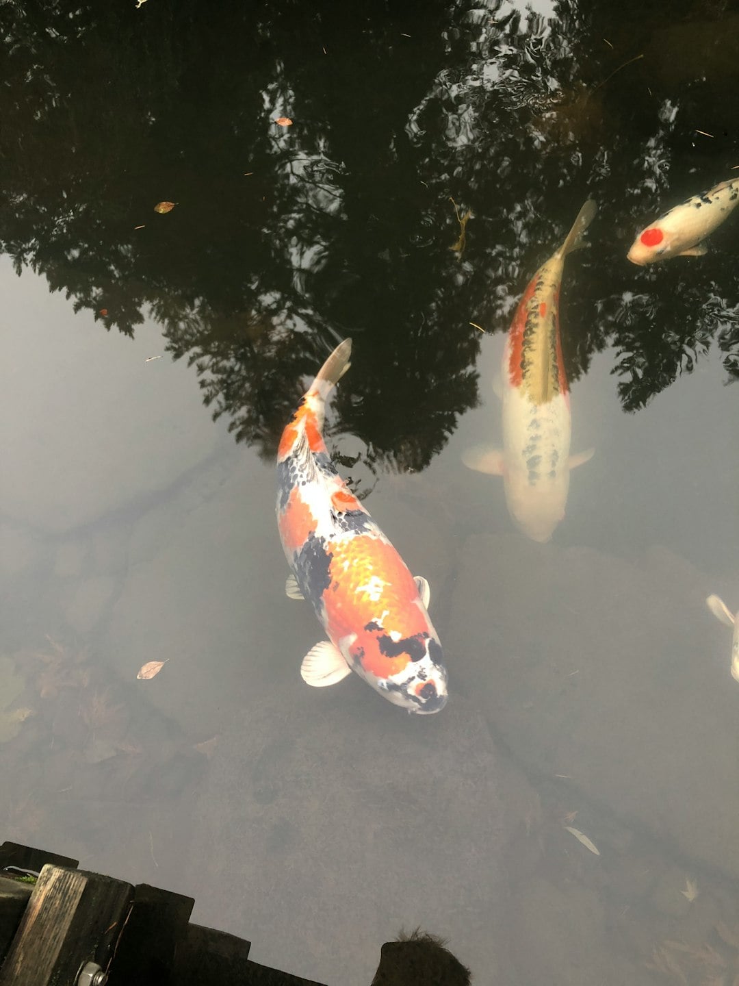 TAISHO SANKE (SHINING ROSE) KOI (Premium Showcase - 35–45 cm · 14–18 inches)