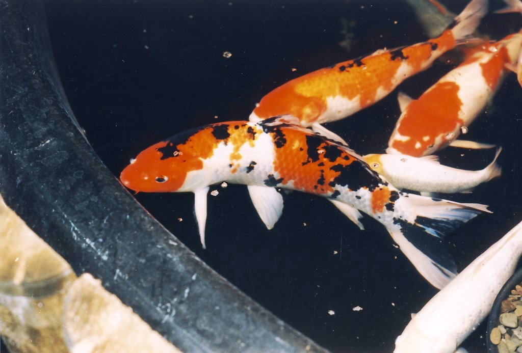 SANKE KOI (Premium Showcase - 35–45 cm · 14–18 inches)