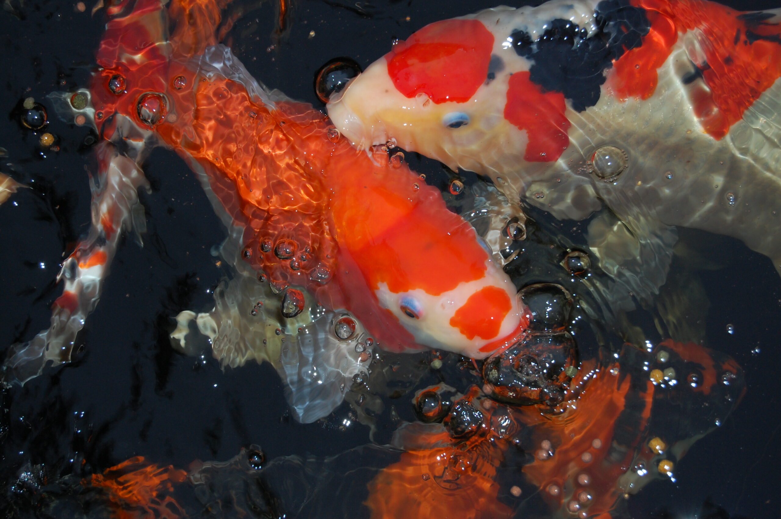 S LEGEND KOHAKU KOI (Elite Show - 45–60 cm · 18–24 inches)
