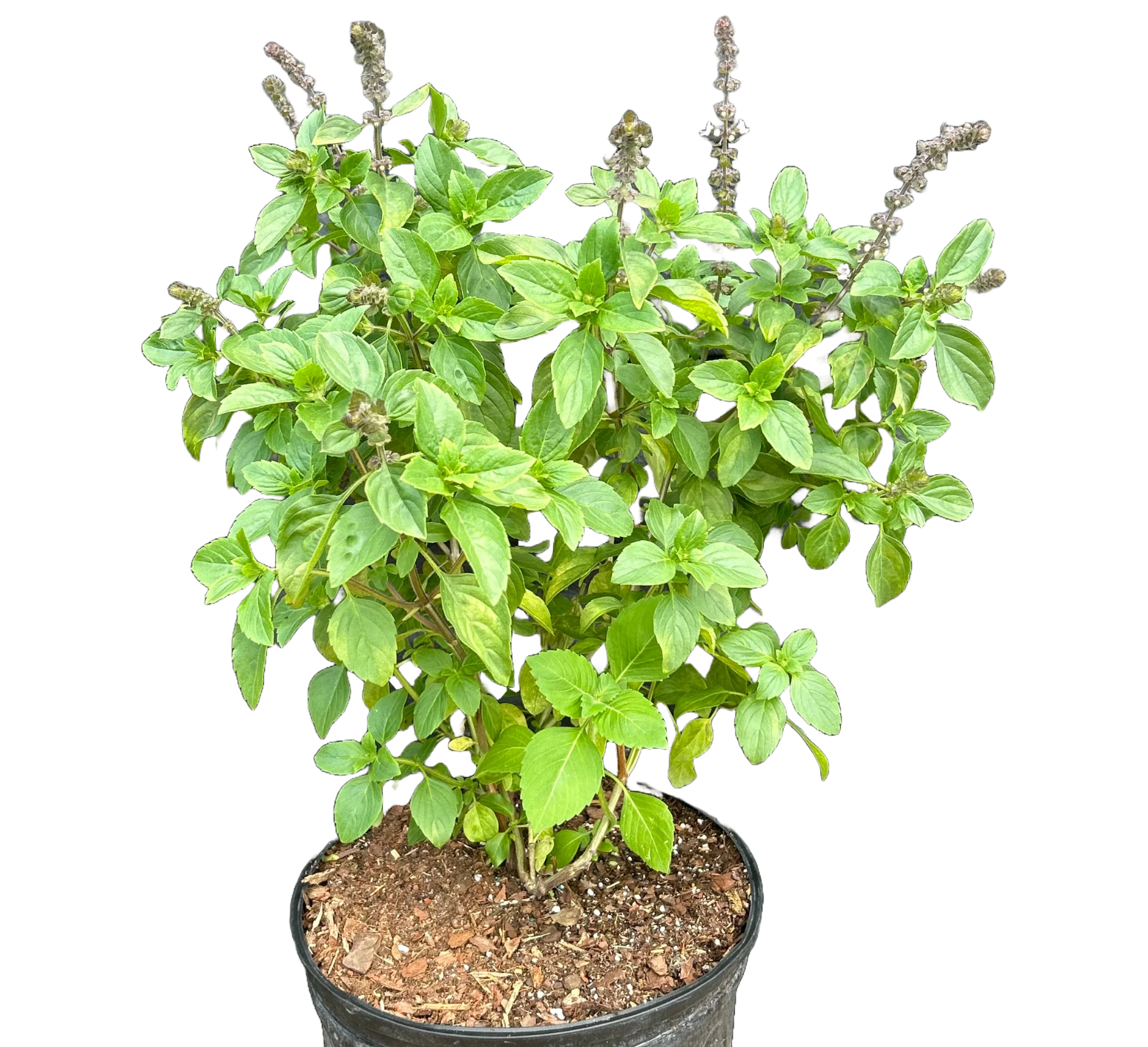 agriculture / Herbs