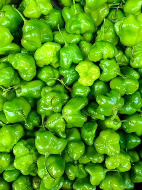 Habanero Pepper