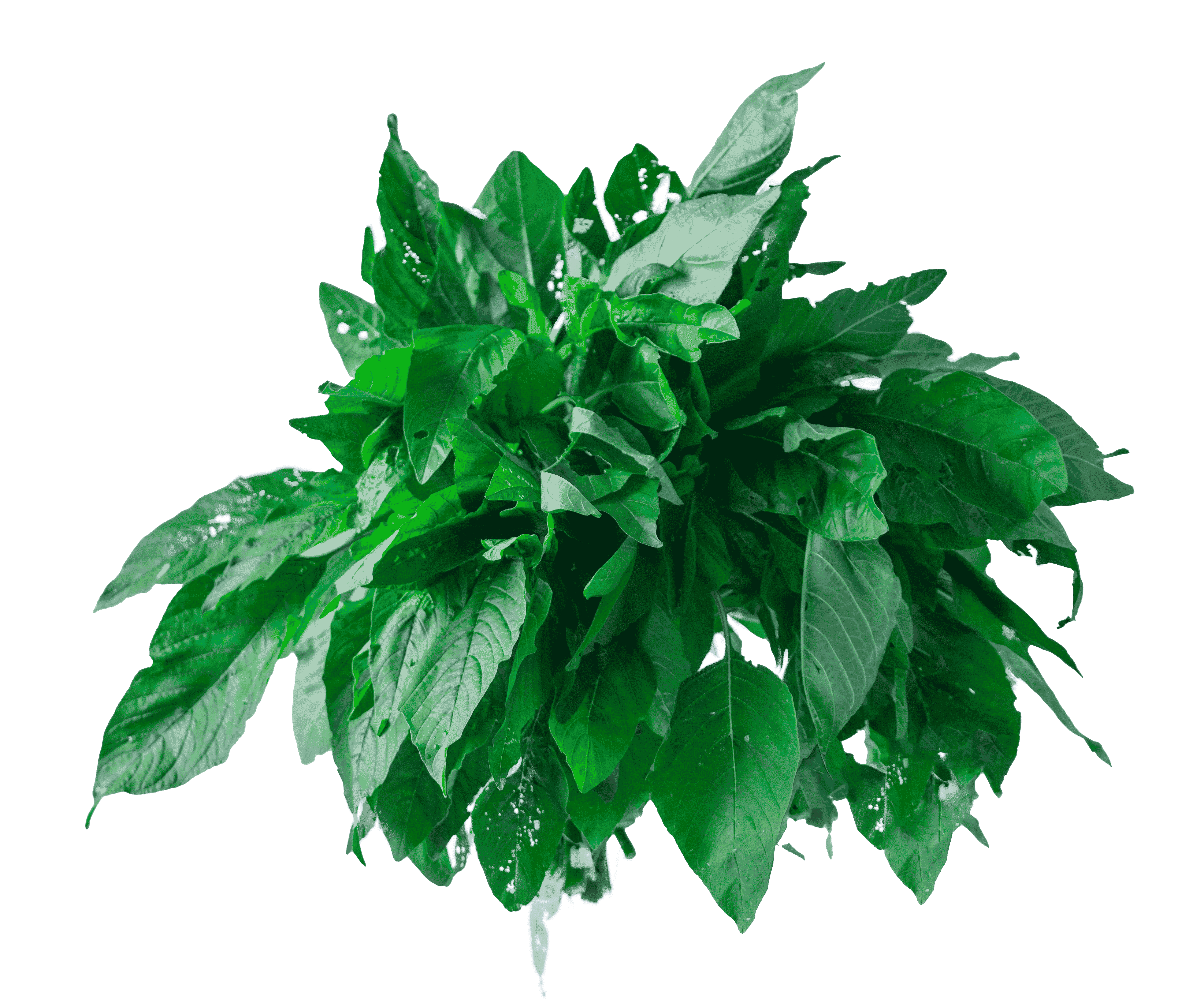 agriculture / Leafy Greens