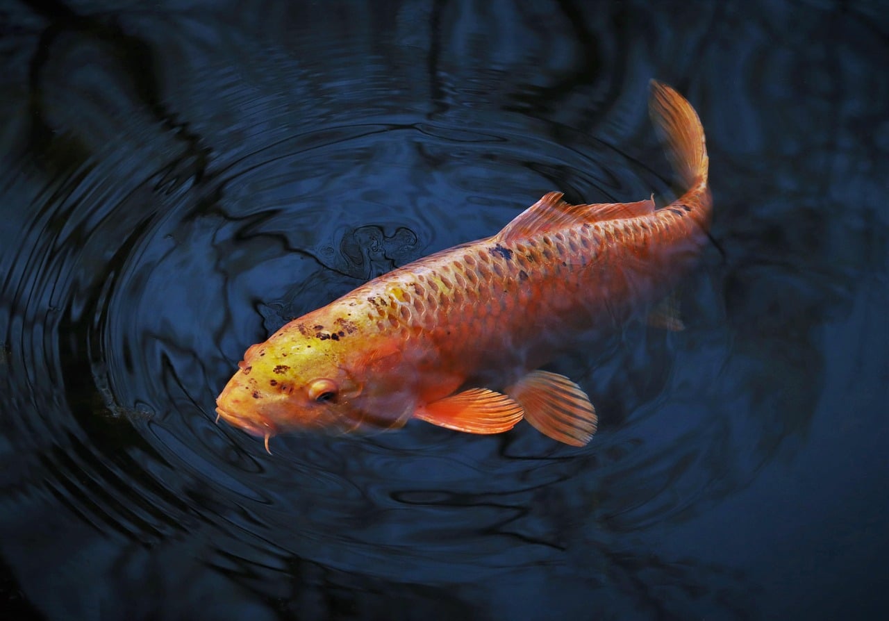 KIN SHOWA KOI (Elite Show - 45–60 cm · 18–24 inches)