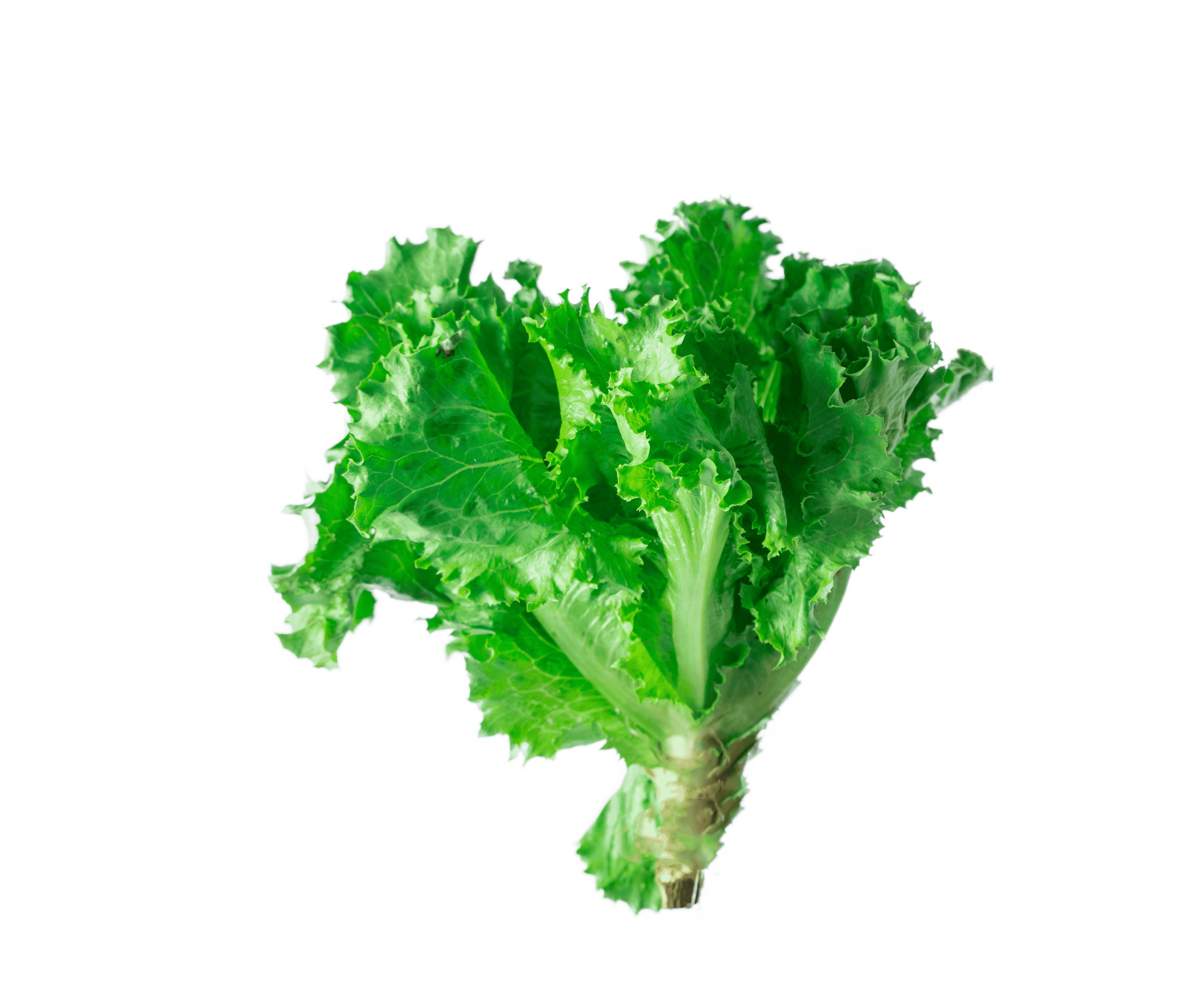 Lettuce green