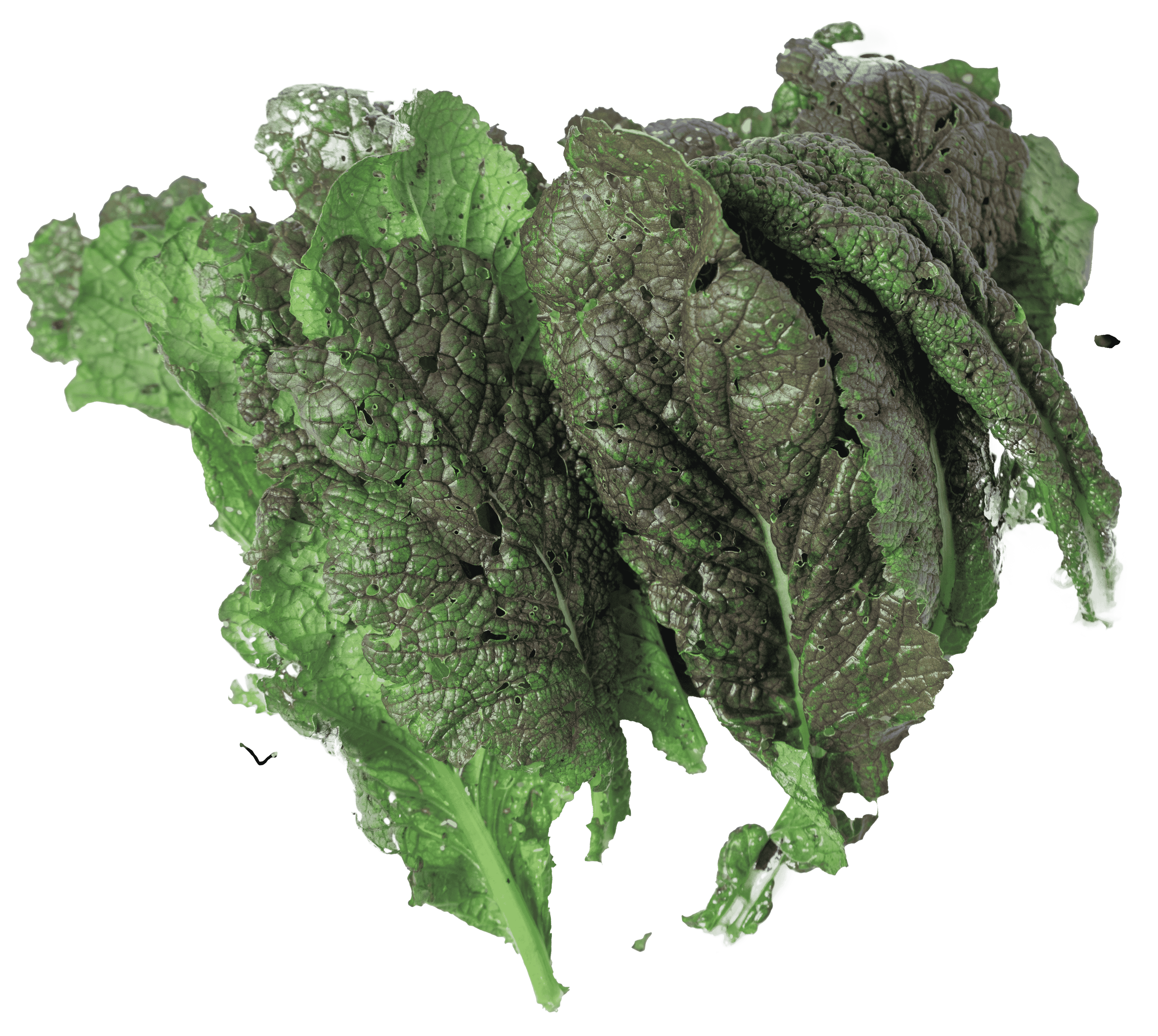 Mustard Green (Red Giant)