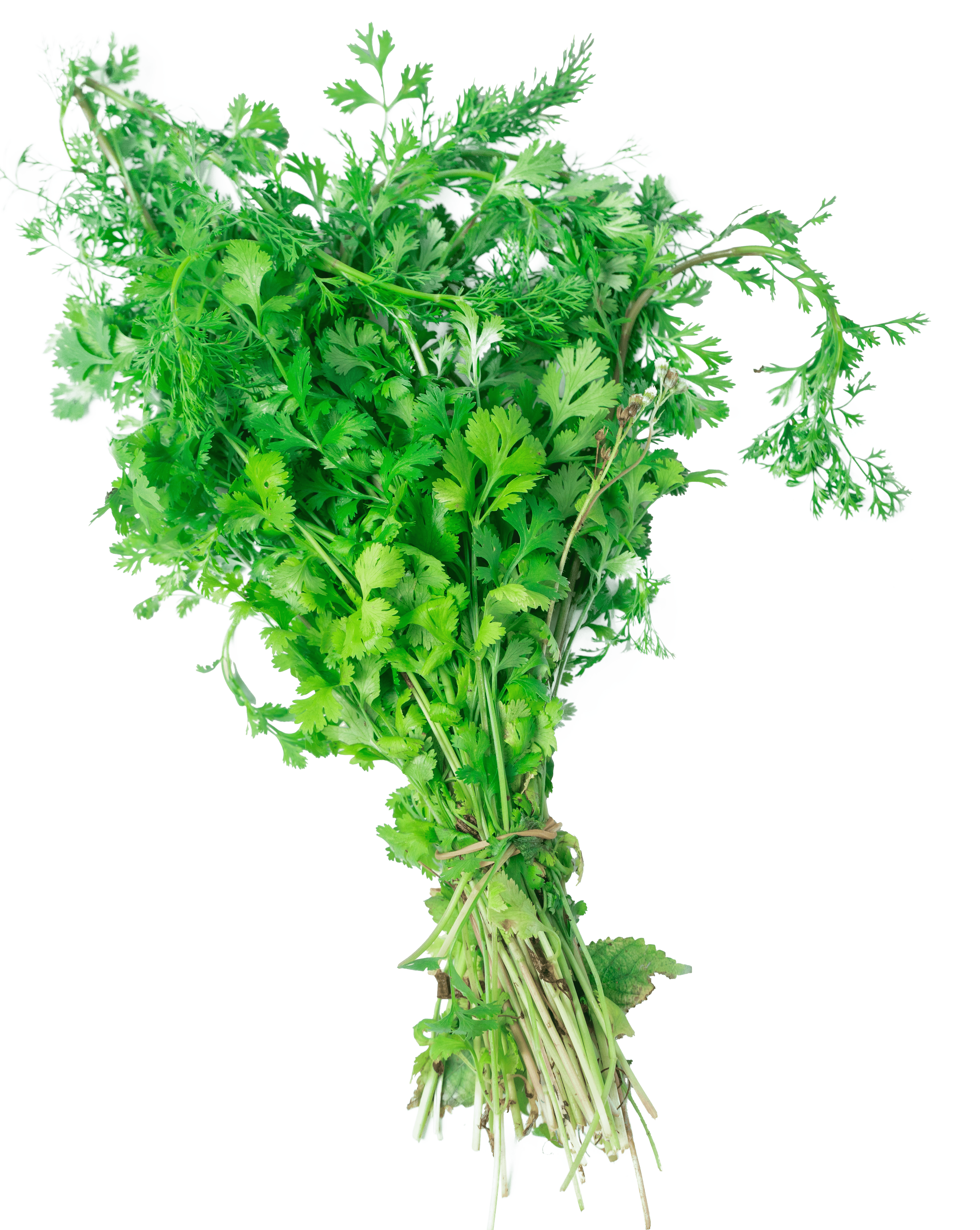 Cilantro (Coriander)