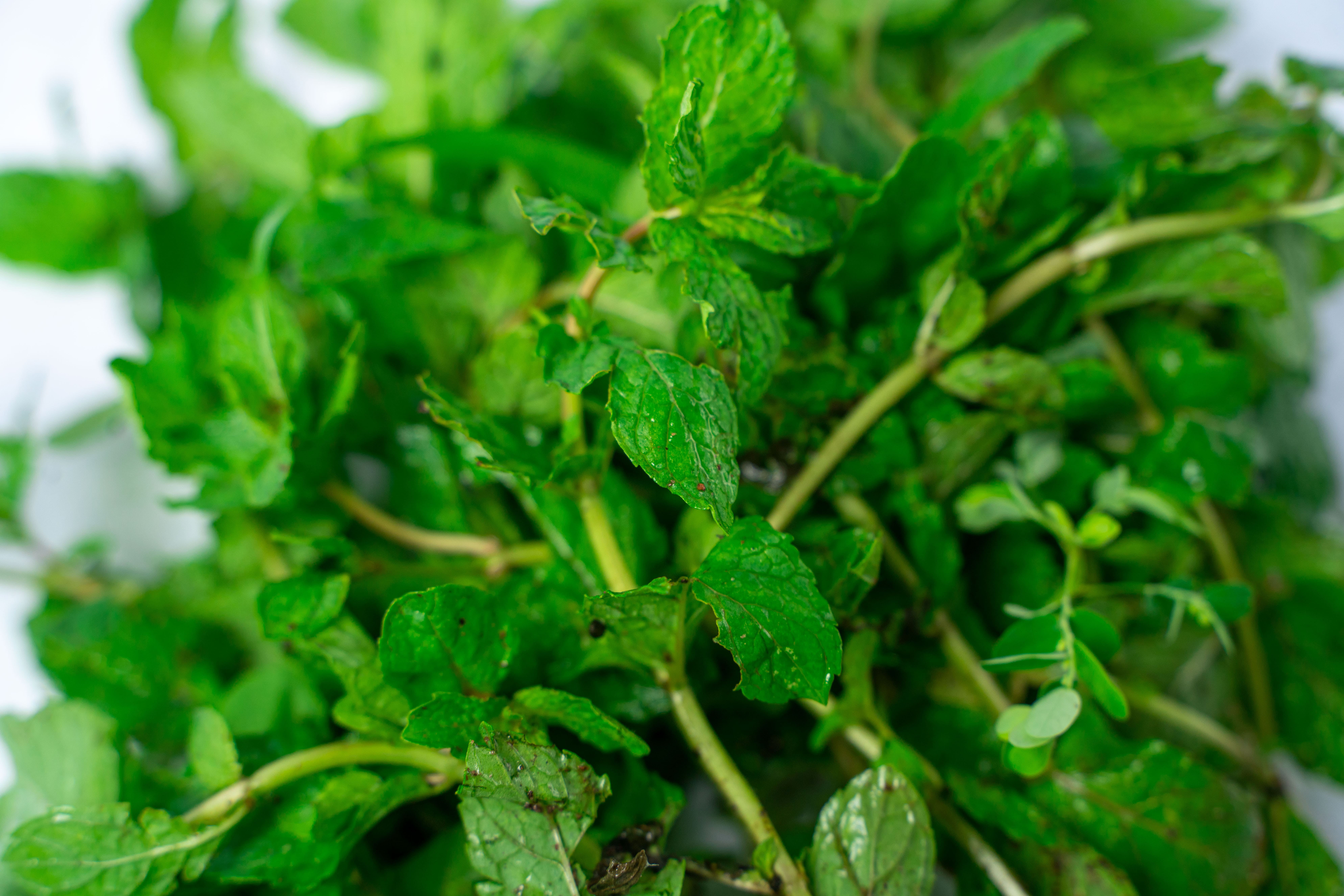 Spearmint