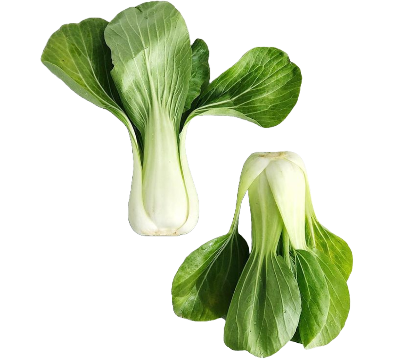 Pak  choi