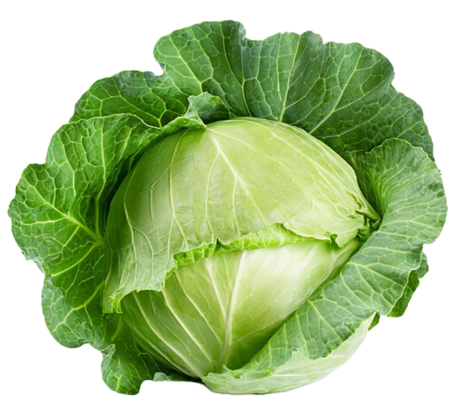 Cabbage