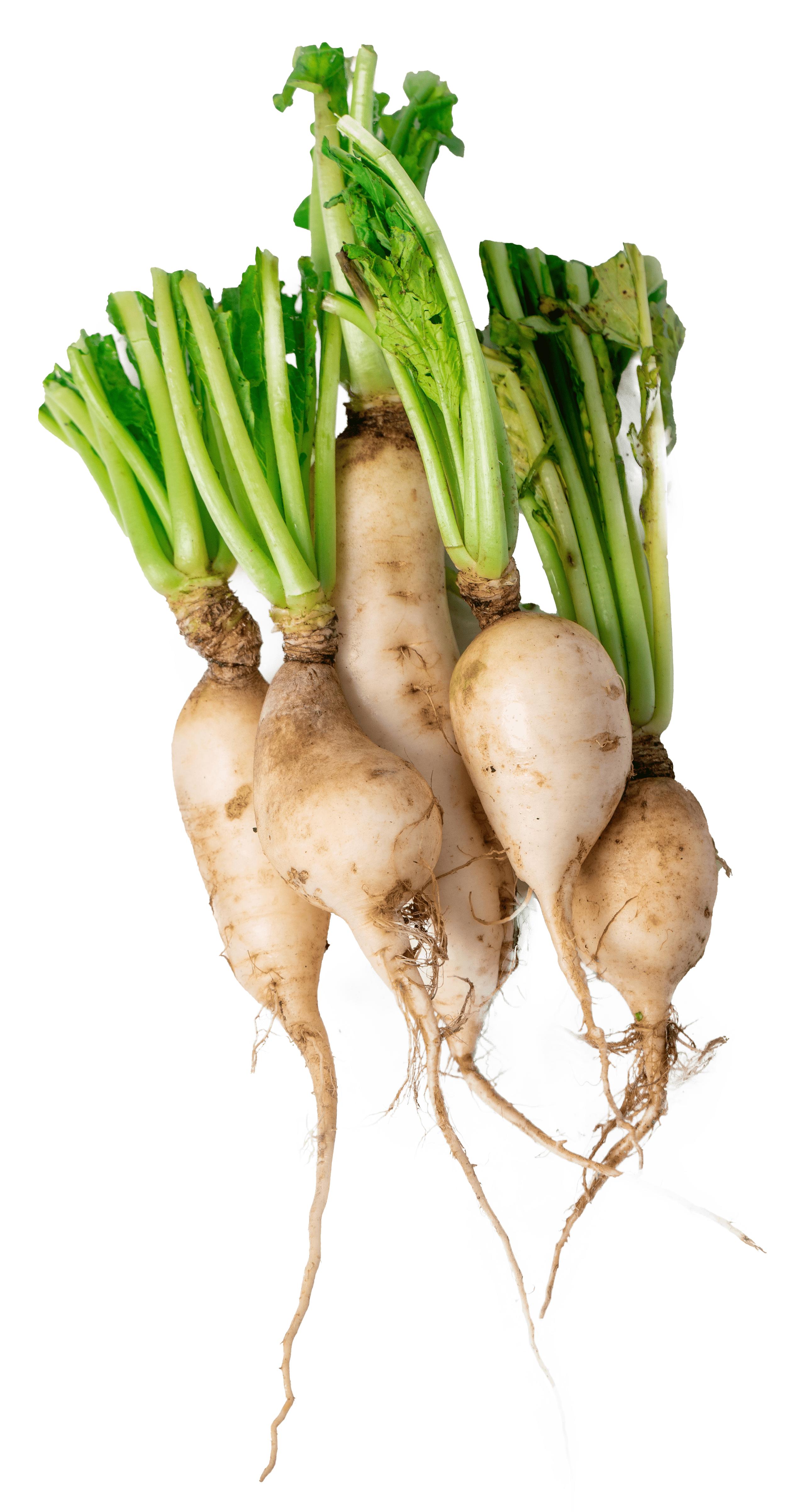 Radish (White)
